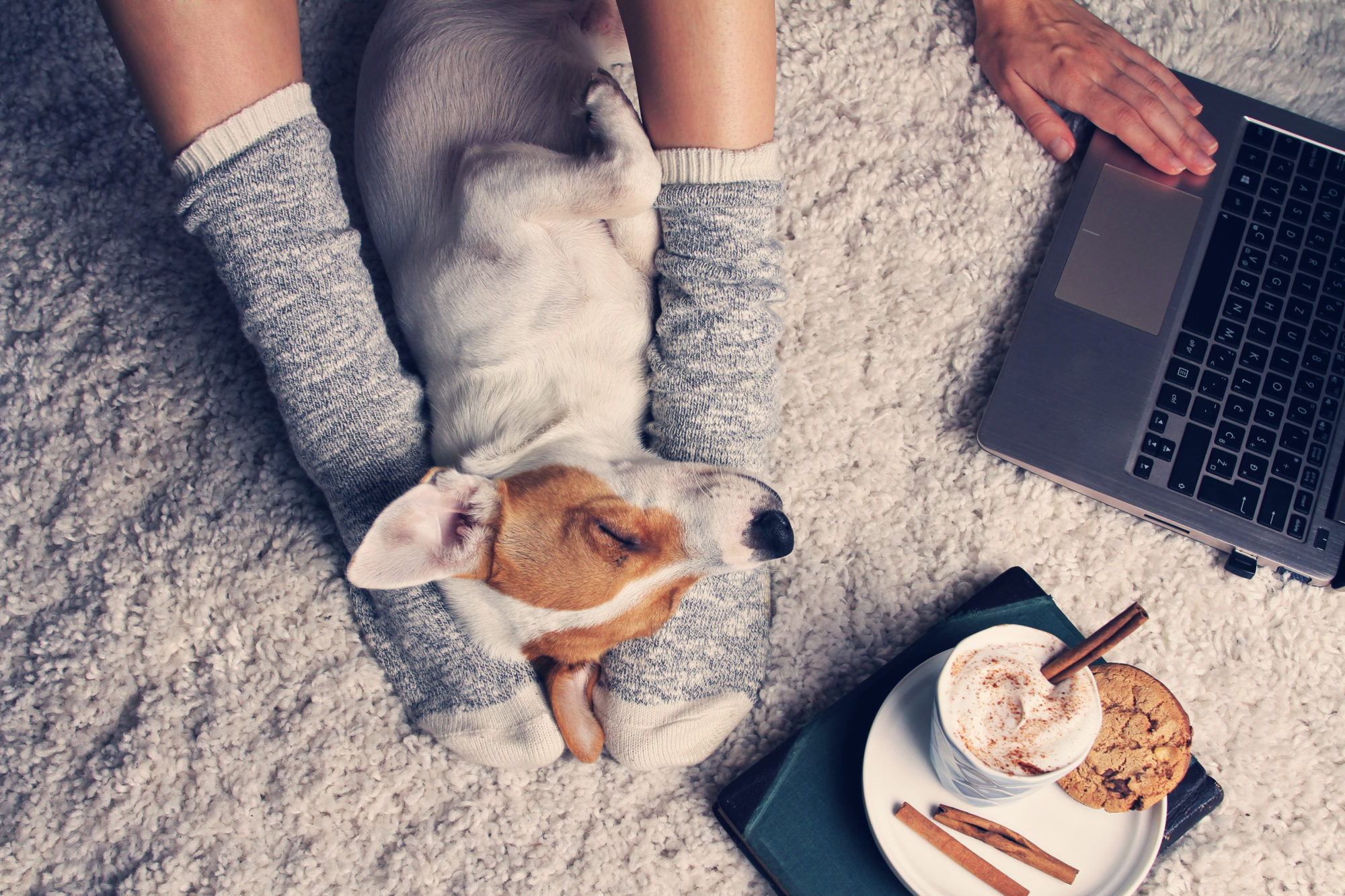 Small puppy taking nap at owners feet on carpet near comfy carpet and hot chocolate